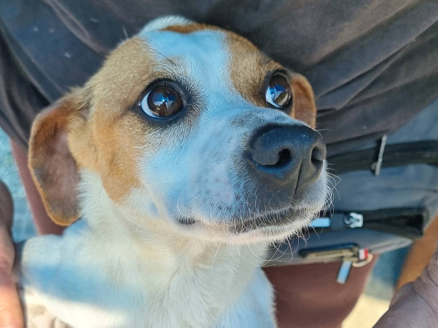 Adozione cane, femmina, Razza sconosciuta Razza sconosciuta, 3 anni e 1 mese, taglia media contenuta, Pavia