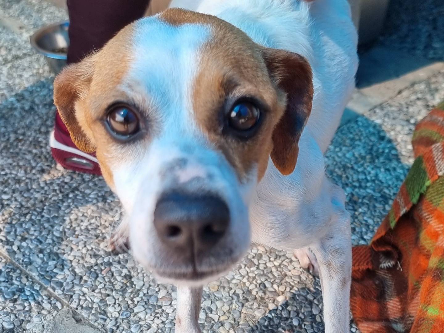 Adotta un cane, femmina, 3 anni e 1 mese, Pavia