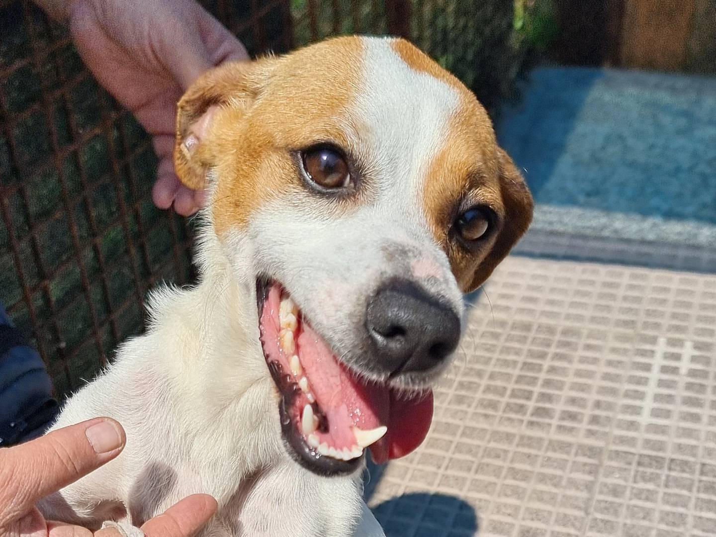 Adotta un cane, taglia media contenuta, femmina, Pavia