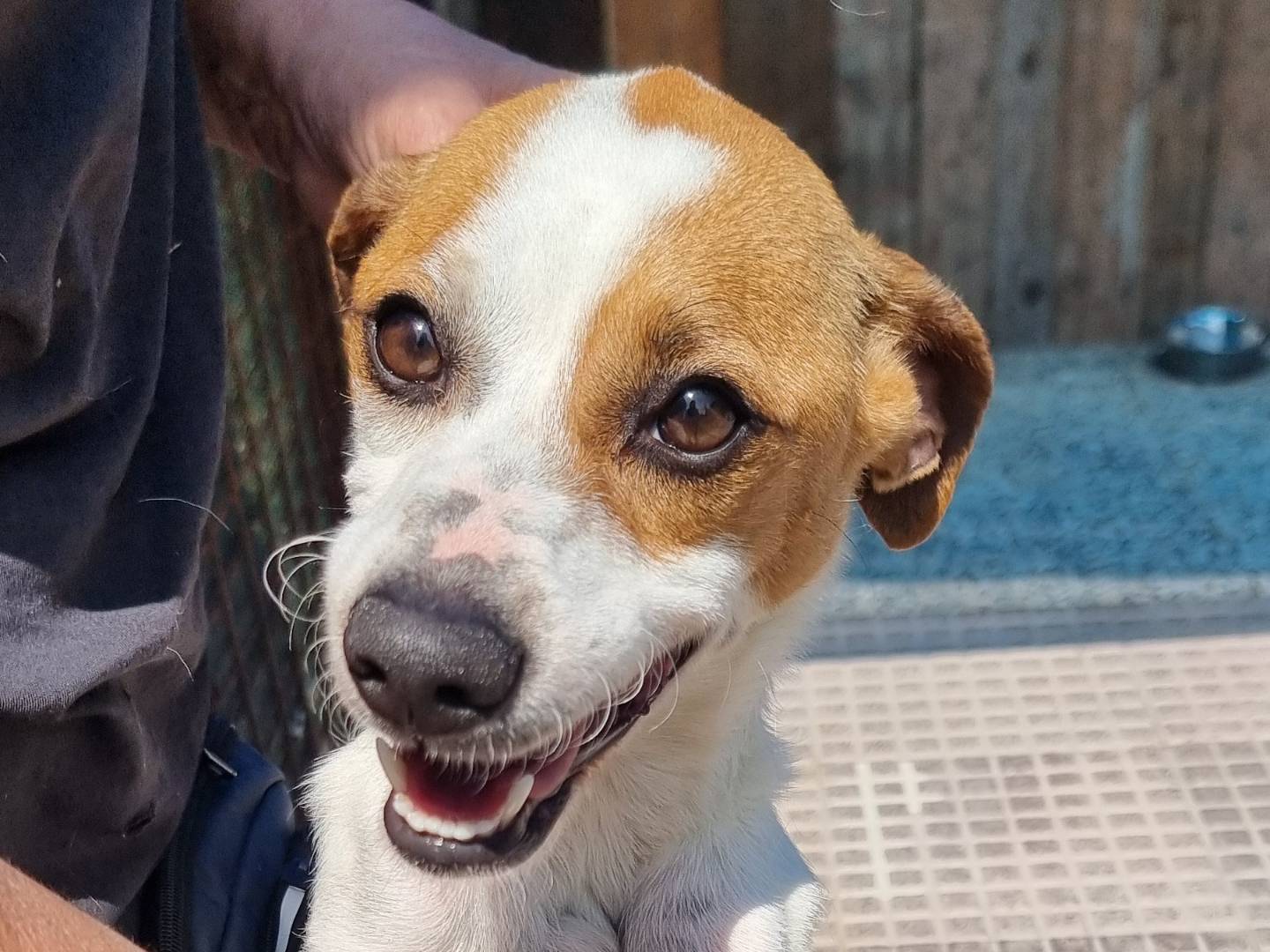 Vuoi adottare un cane a Pavia?