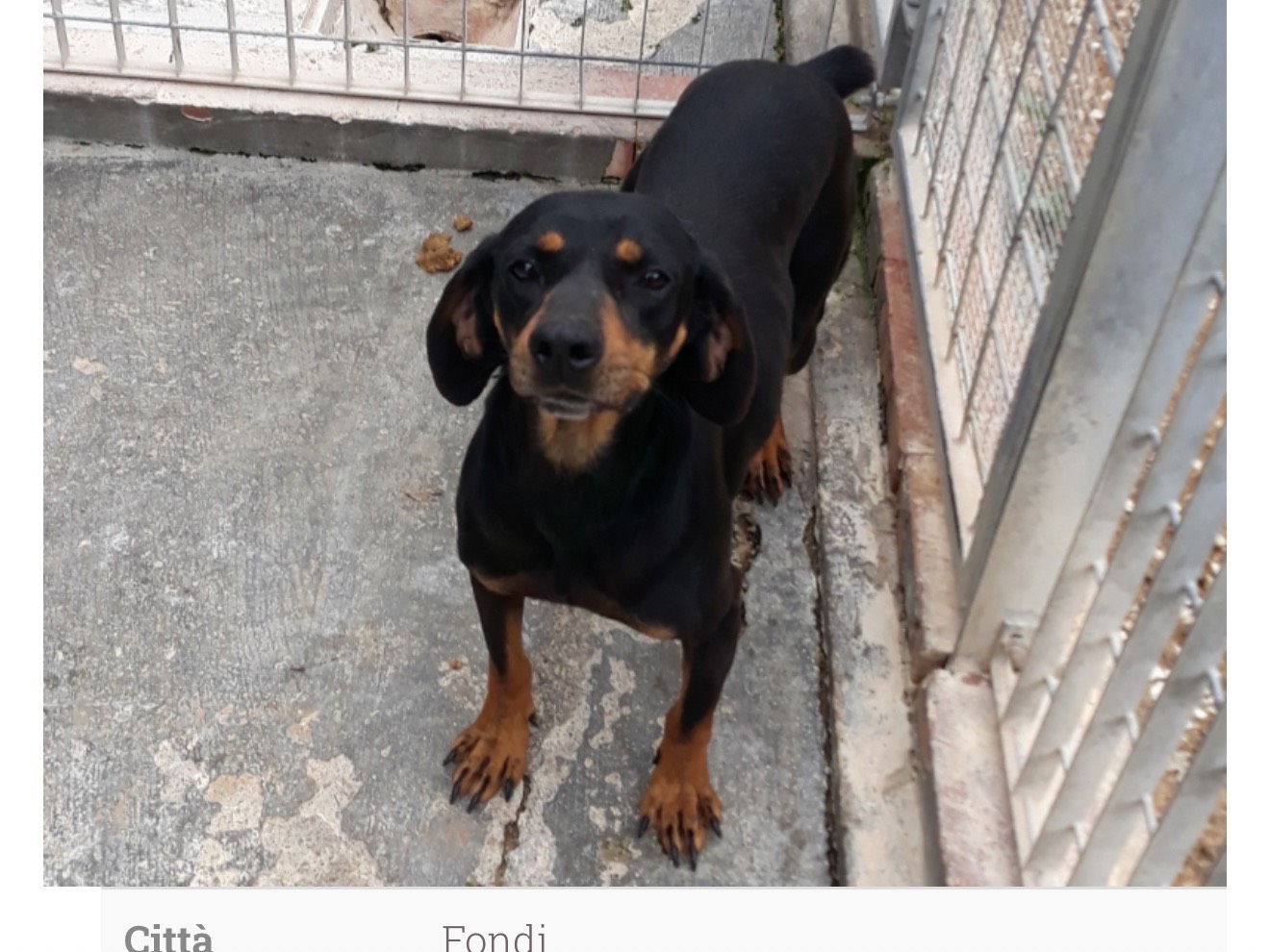 Adozione cane, maschio, Razza sconosciuta Razza sconosciuta, 9 anni e 4 mesi, taglia media contenuta, Latina