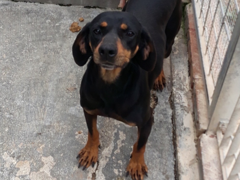 Adotta un cane, maschio, 9 anni e 4 mesi, Latina