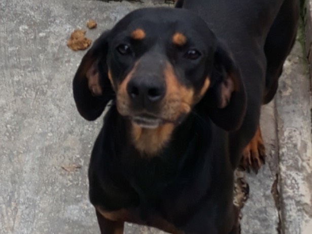 Adotta un cane, taglia media contenuta, maschio, Latina
