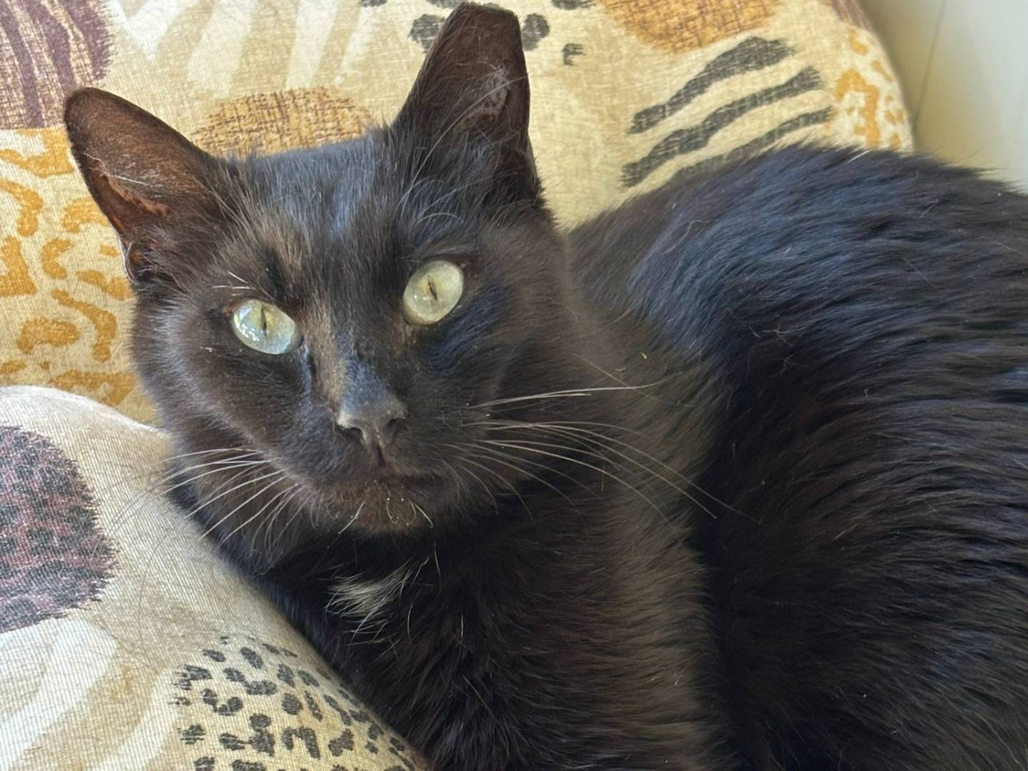 Adozione gatto, femmina, Razza sconosciuta Razza sconosciuta, 3 anni e 4 mesi, taglia non valida, Pisa