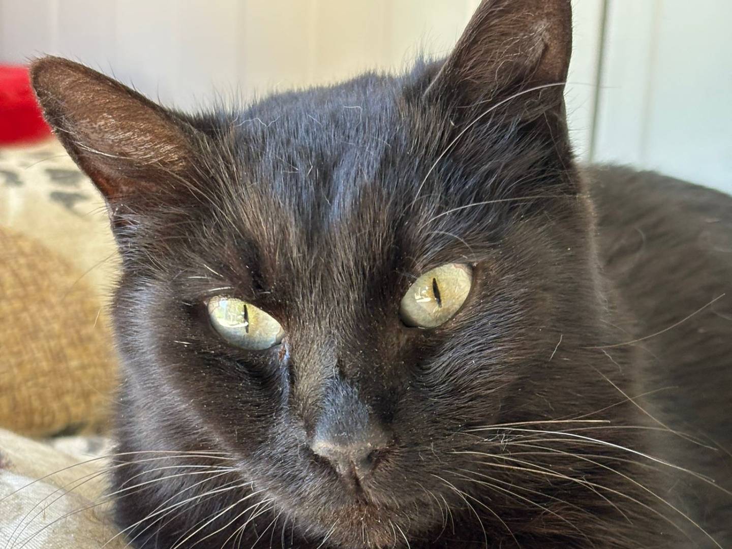 Adotta un gatto, femmina, 3 anni e 4 mesi, Pisa