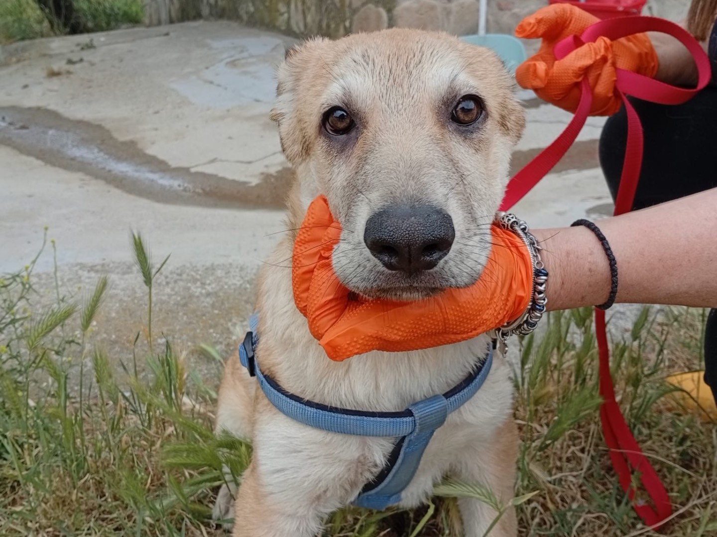 Adozione cane, femmina, Razza sconosciuta Razza sconosciuta, 4 mesi, taglia grande, Crotone