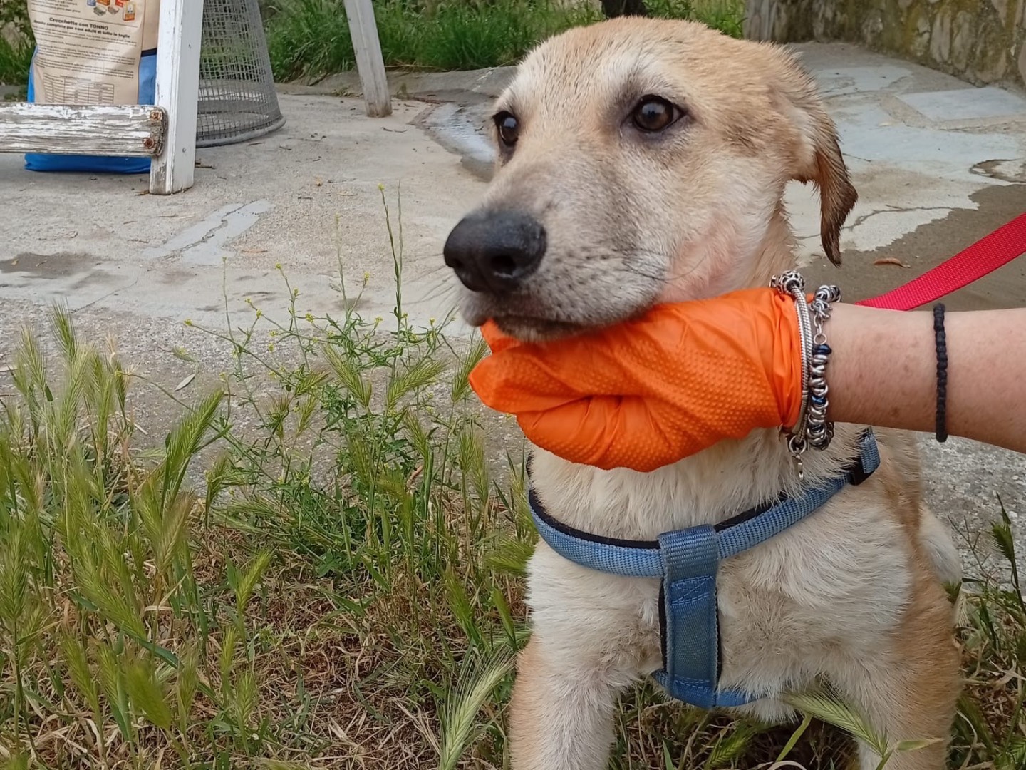 Adotta un cane, femmina, 4 mesi, Crotone