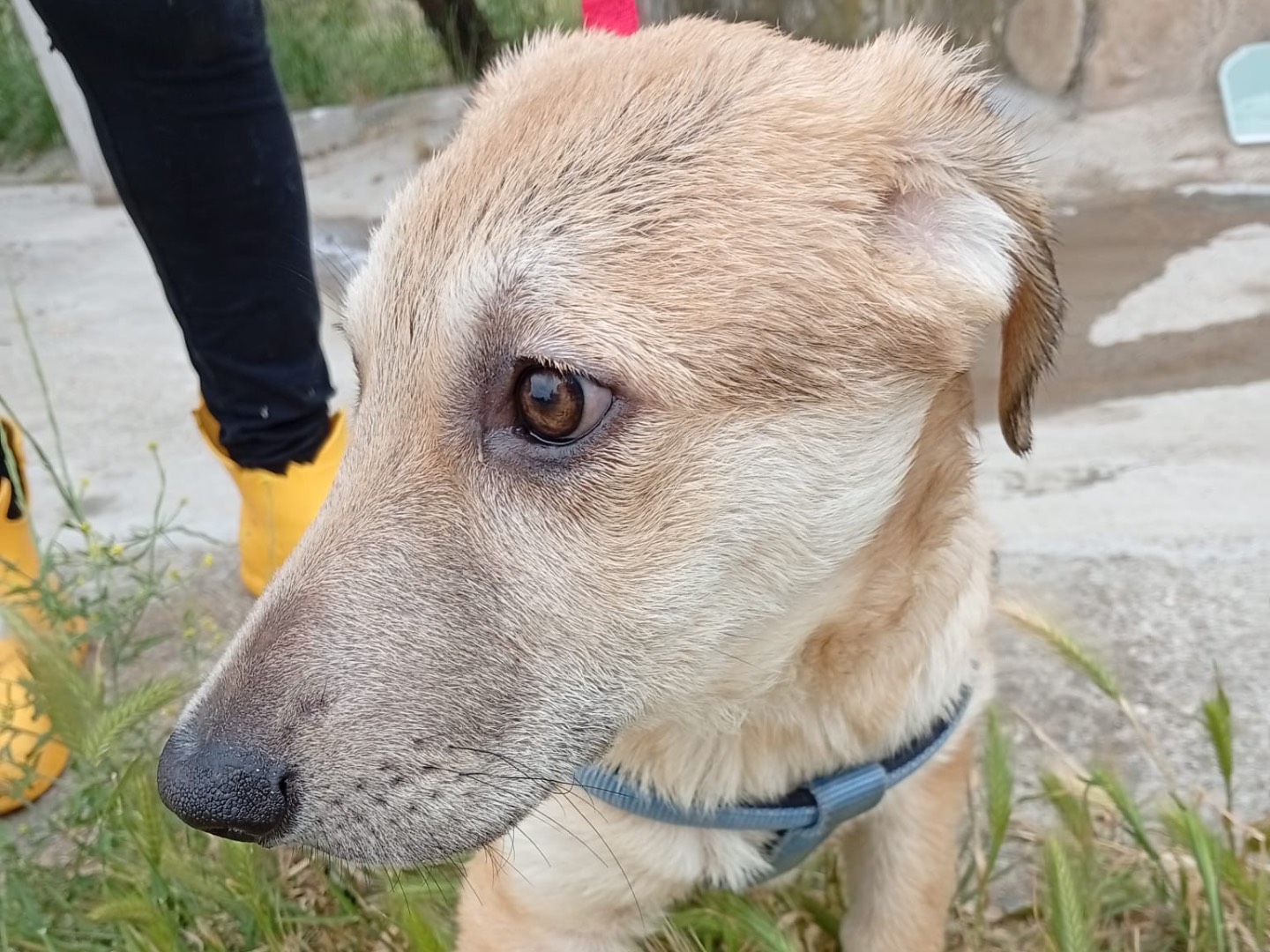 Adotta un cane, taglia grande, femmina, Crotone