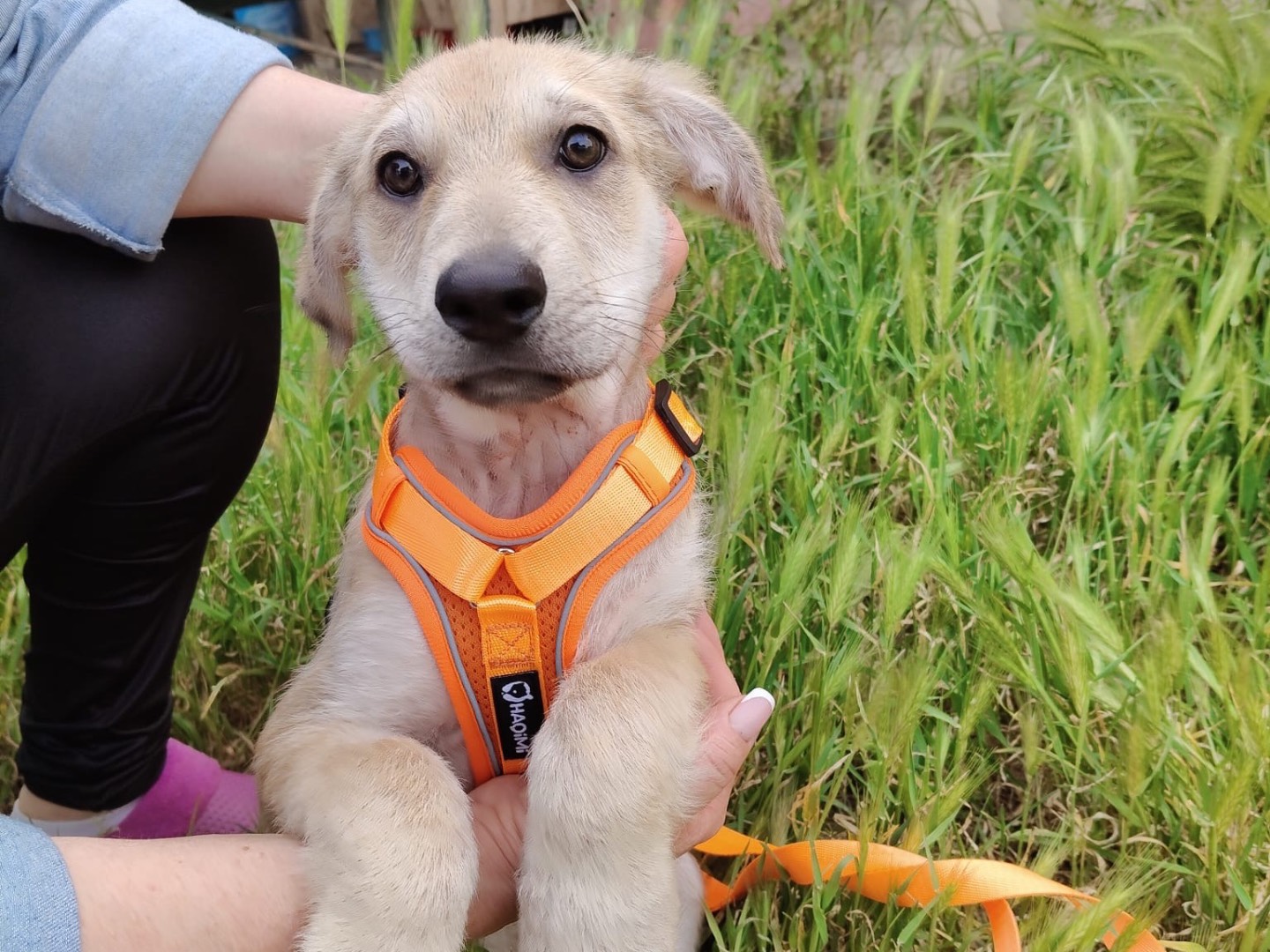 Vuoi adottare un cane a Crotone?