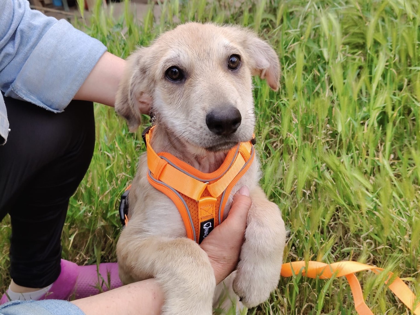 Adotta il cane MIA a Crotone
