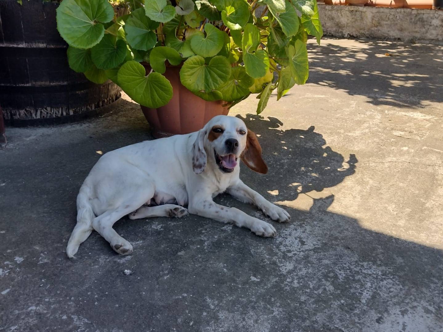 Adozione cane, femmina, Setter Inglese Razza sconosciuta, 4 anni, taglia piccola, Catania