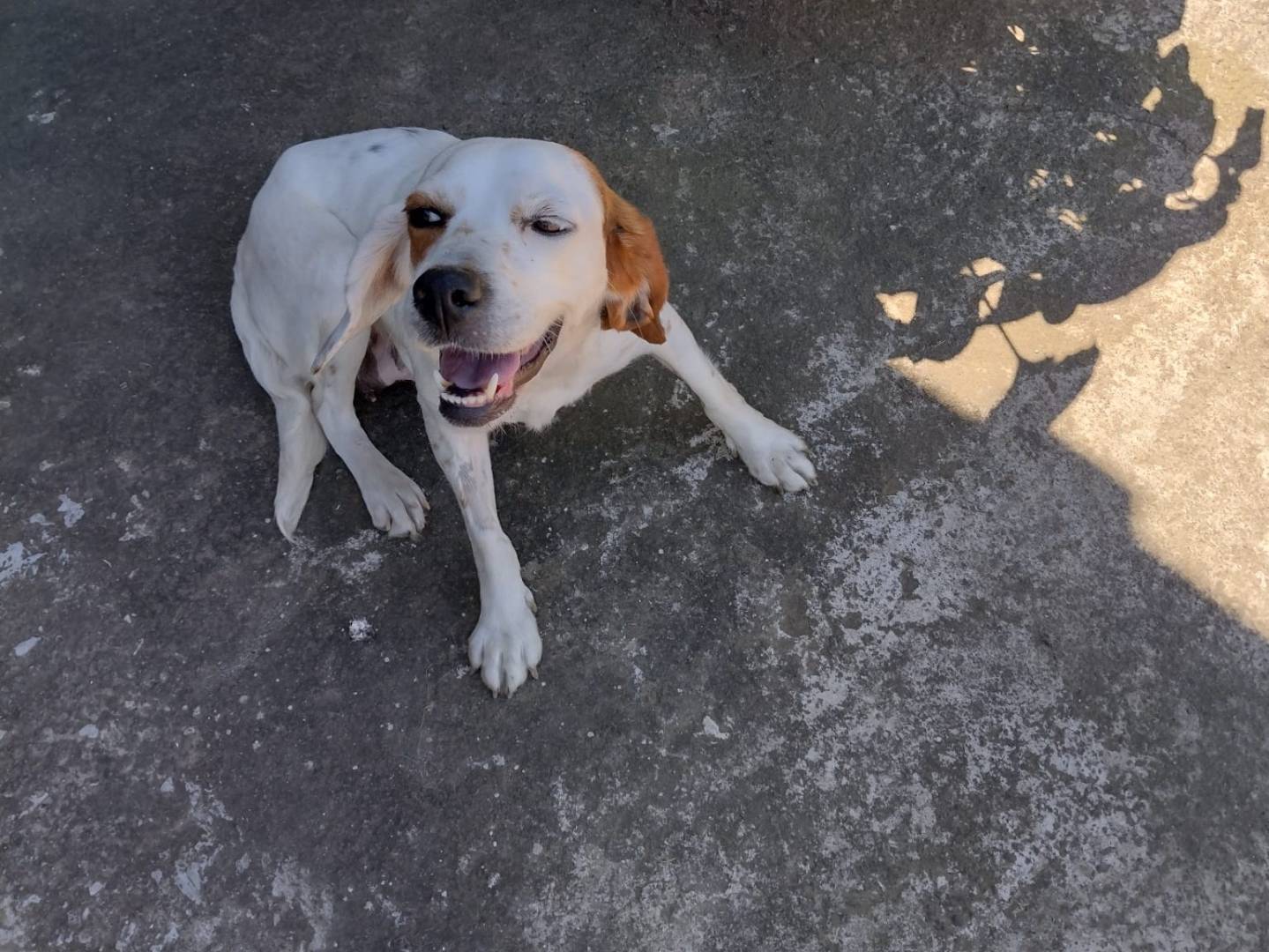 Adotta un cane, femmina, 4 anni, Catania