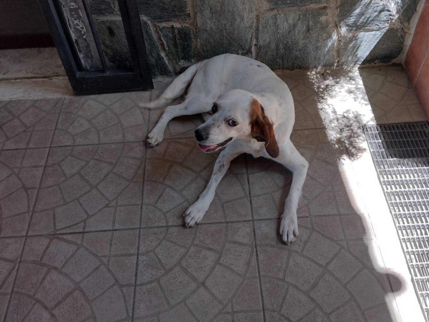 Adotta un cane, taglia piccola, femmina, Catania