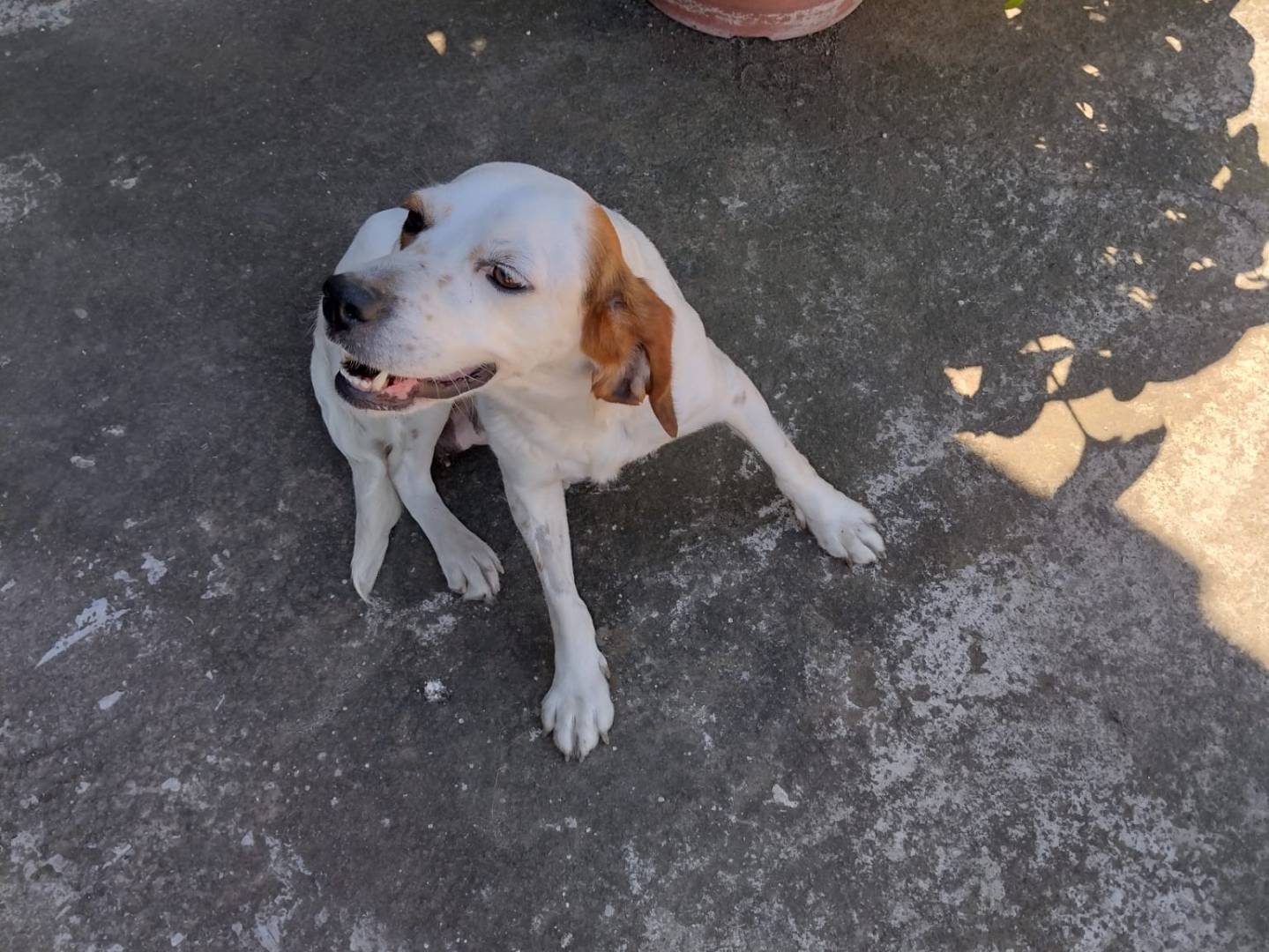 Vuoi adottare un cane a Catania?