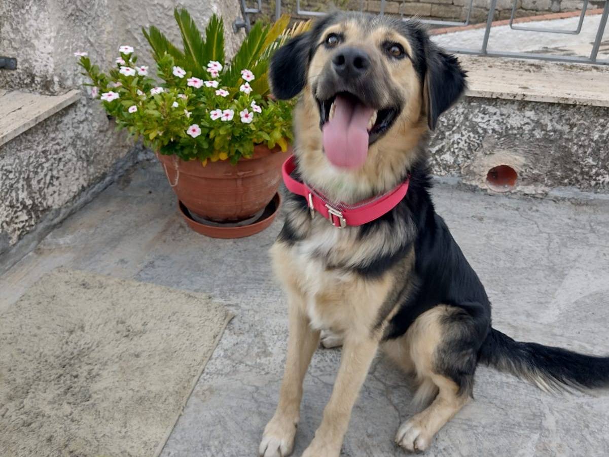Vuoi adottare un cane a Catania?