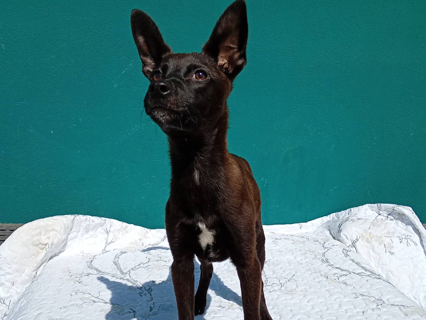 Vuoi adottare un cane a Reggio?