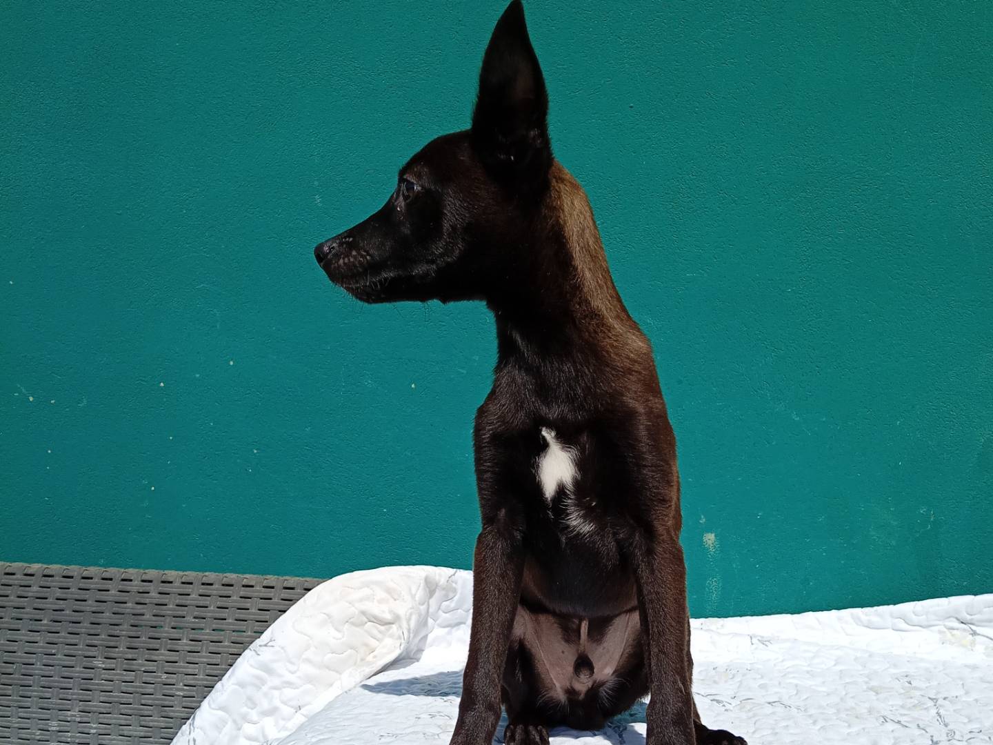 Adotta il cane HERO x gli amici ANUBI  a Reggio