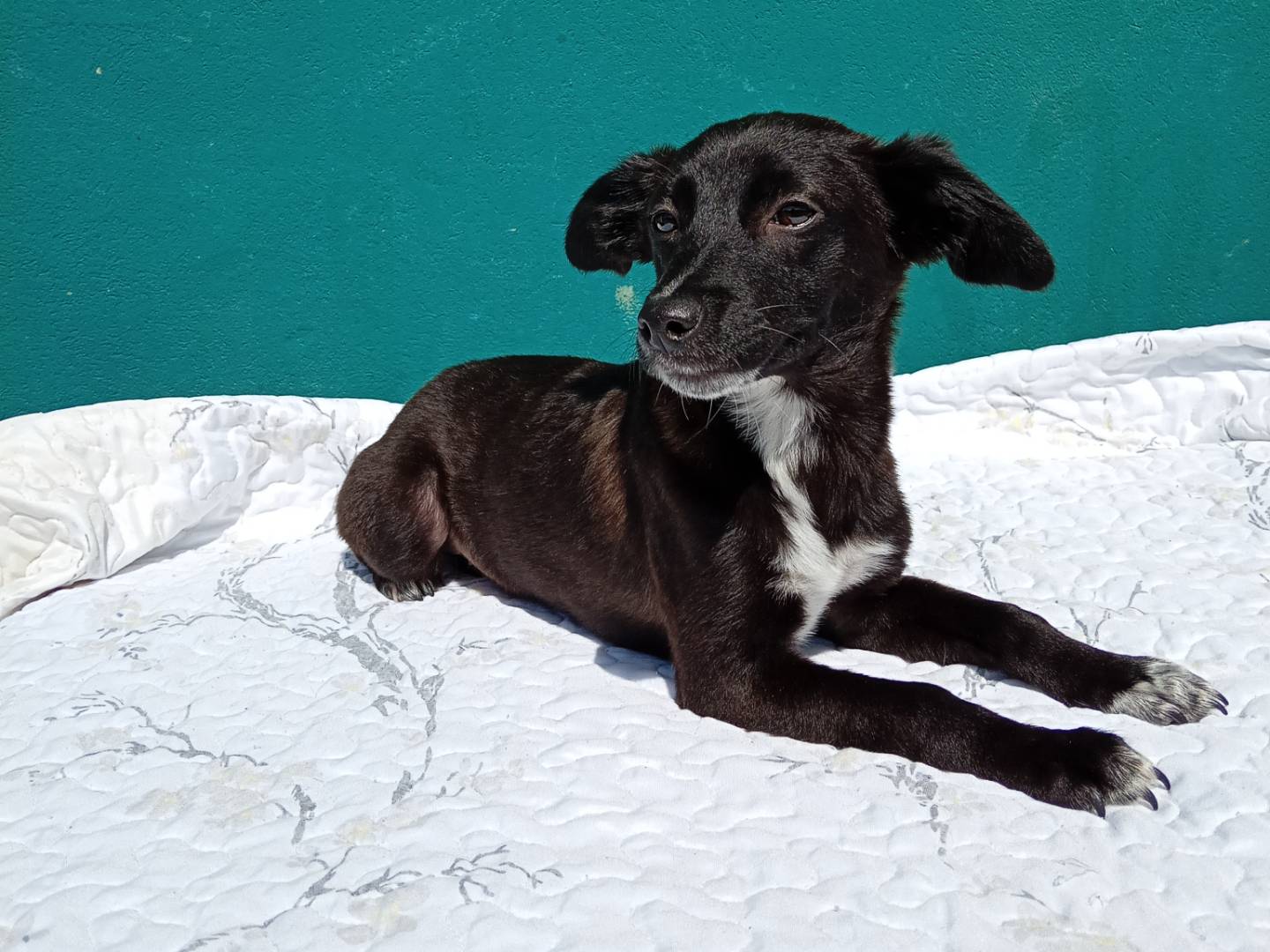 Adotta un cane, taglia piccola, femmina, Reggio