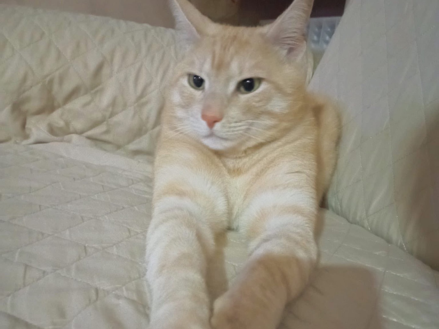 Adotta un gatto, maschio, 5 anni e 2 mesi, Potenza