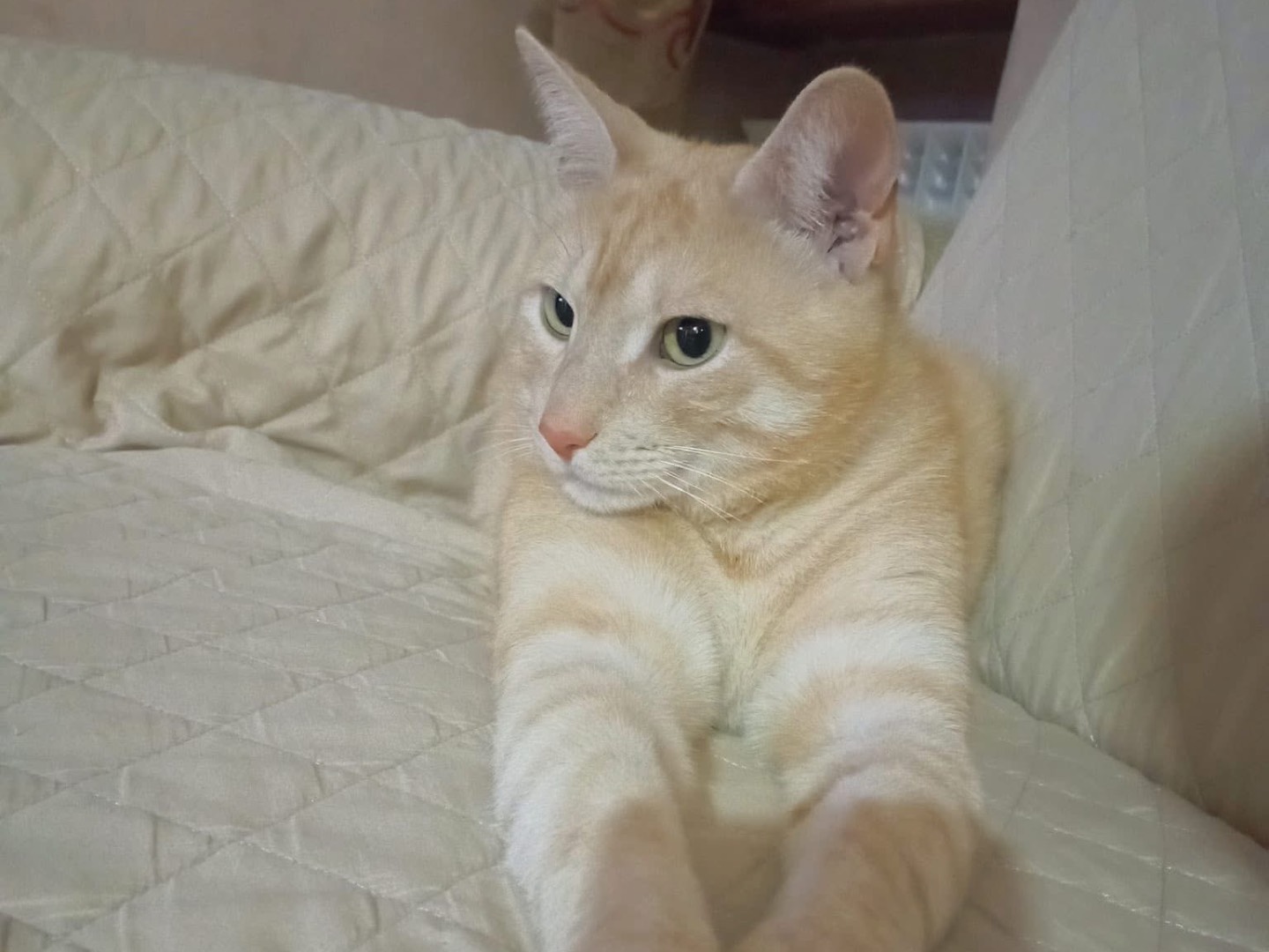 Adotta un gatto, taglia non valida, maschio, Potenza