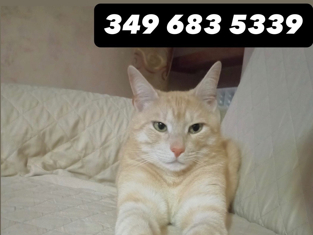 Vuoi adottare un gatto a Potenza?