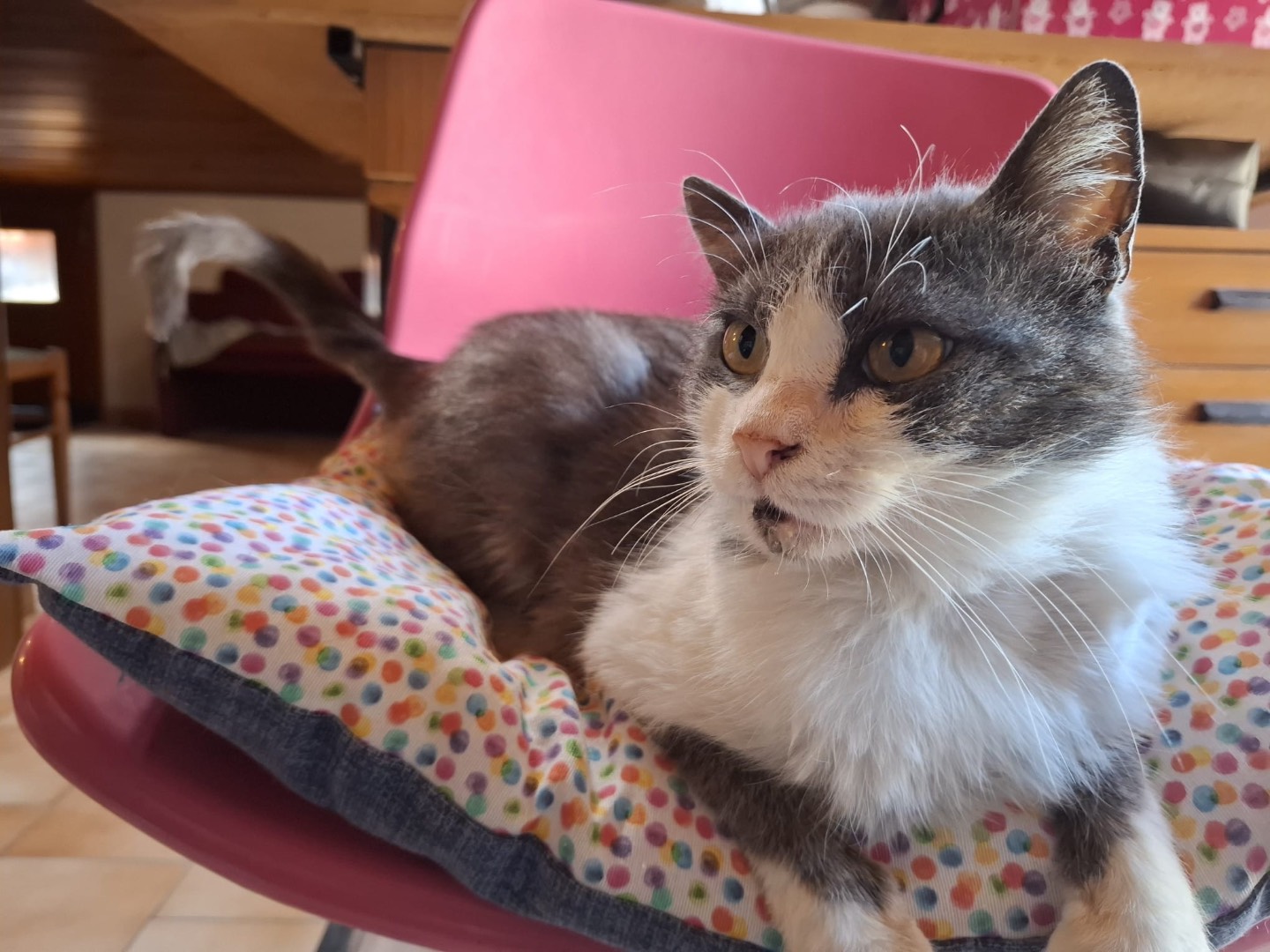 Vuoi adottare un gatto a Potenza?