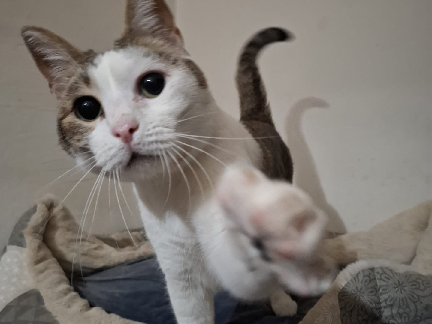 Vuoi adottare un gatto a Potenza?