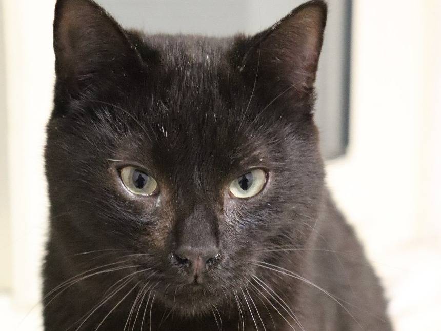 Adozione gatto, maschio, Razza sconosciuta Razza sconosciuta, 1 anno e 10 mesi, taglia non valida, Milano