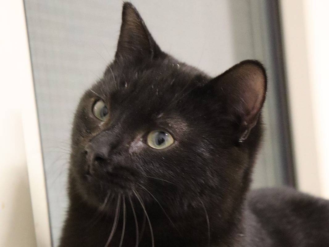 Adotta un gatto, maschio, 1 anno e 10 mesi, Milano