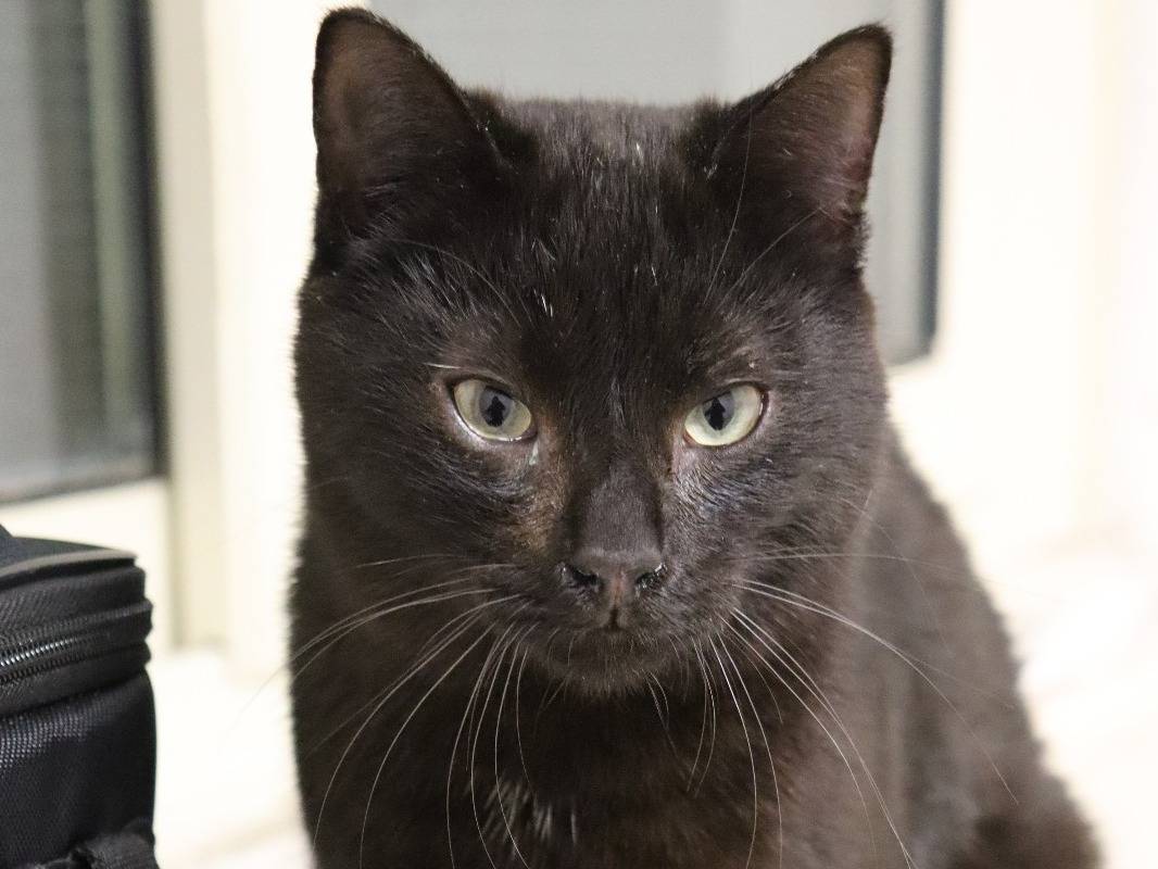 Adotta un gatto, taglia non valida, maschio, Milano