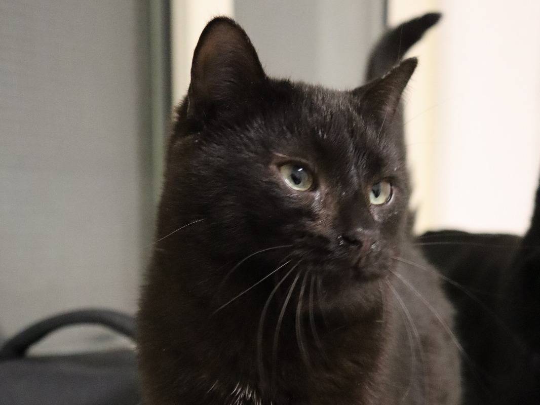Vuoi adottare un gatto a Milano?