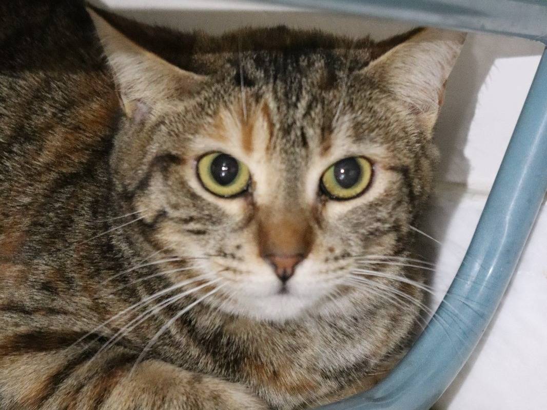 Adotta un gatto, femmina, 1 anno e 8 mesi, Milano