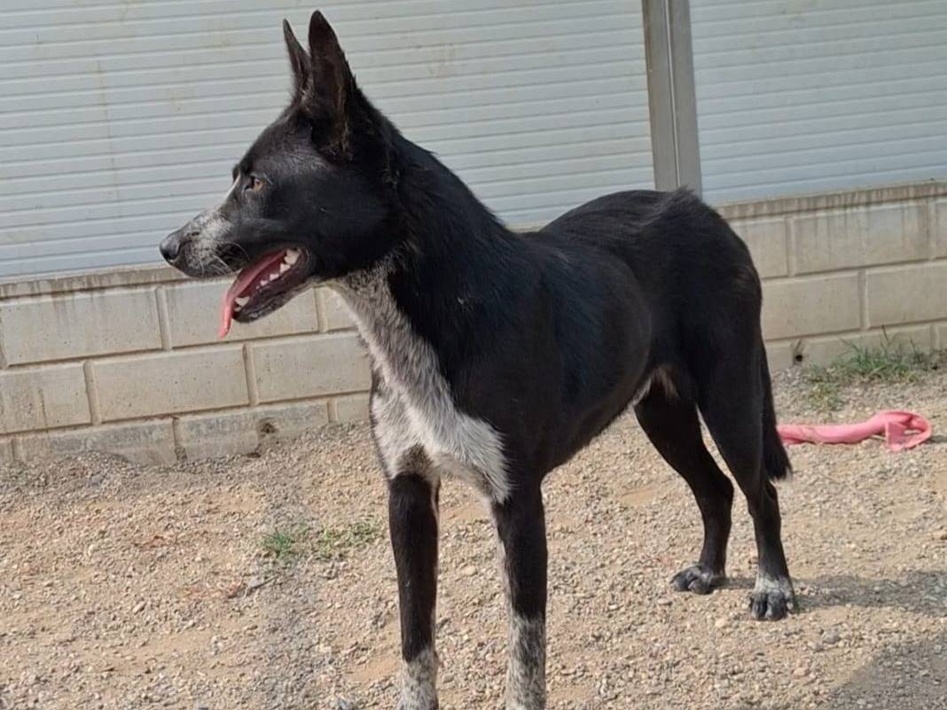 Adotta un cane, taglia media, maschio, Como