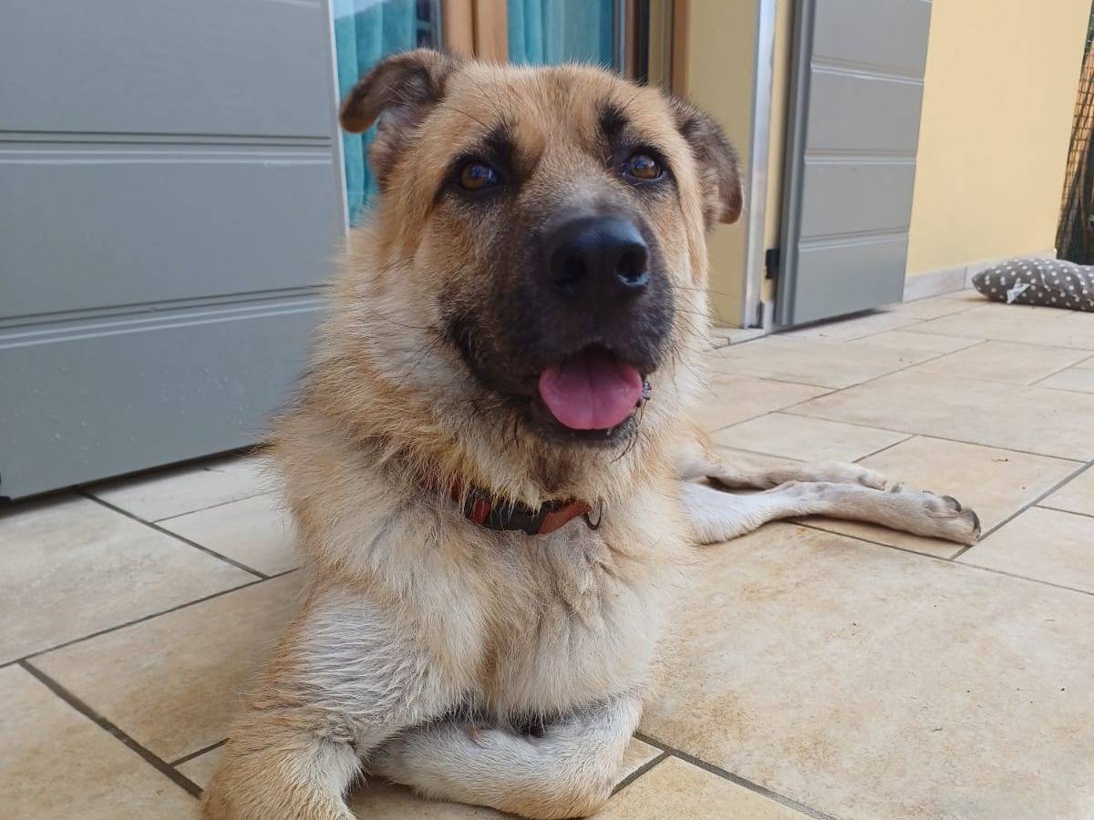 Adozione cane, maschio, Razza sconosciuta Razza sconosciuta, 7 anni e 3 mesi, taglia gigante, Mantova