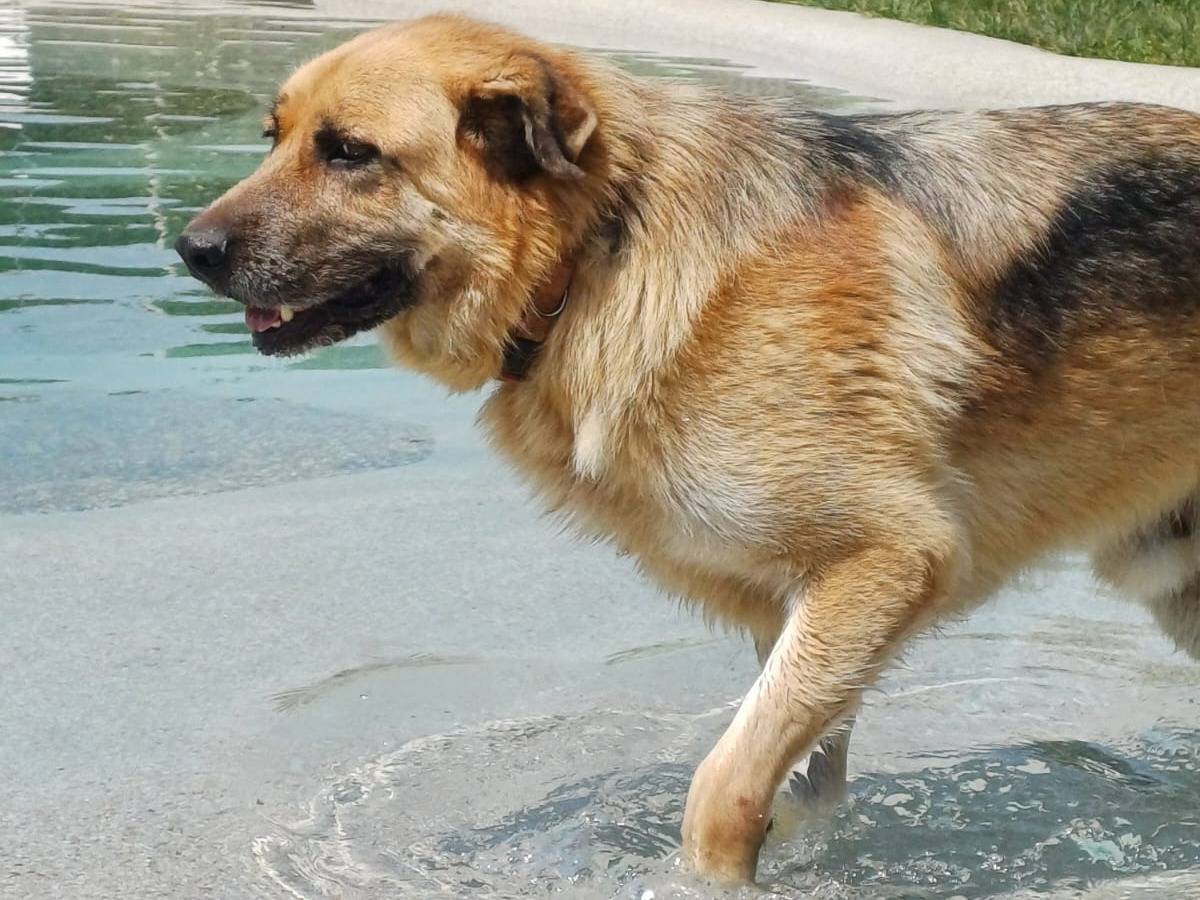 Adotta un cane, maschio, 7 anni e 3 mesi, Mantova