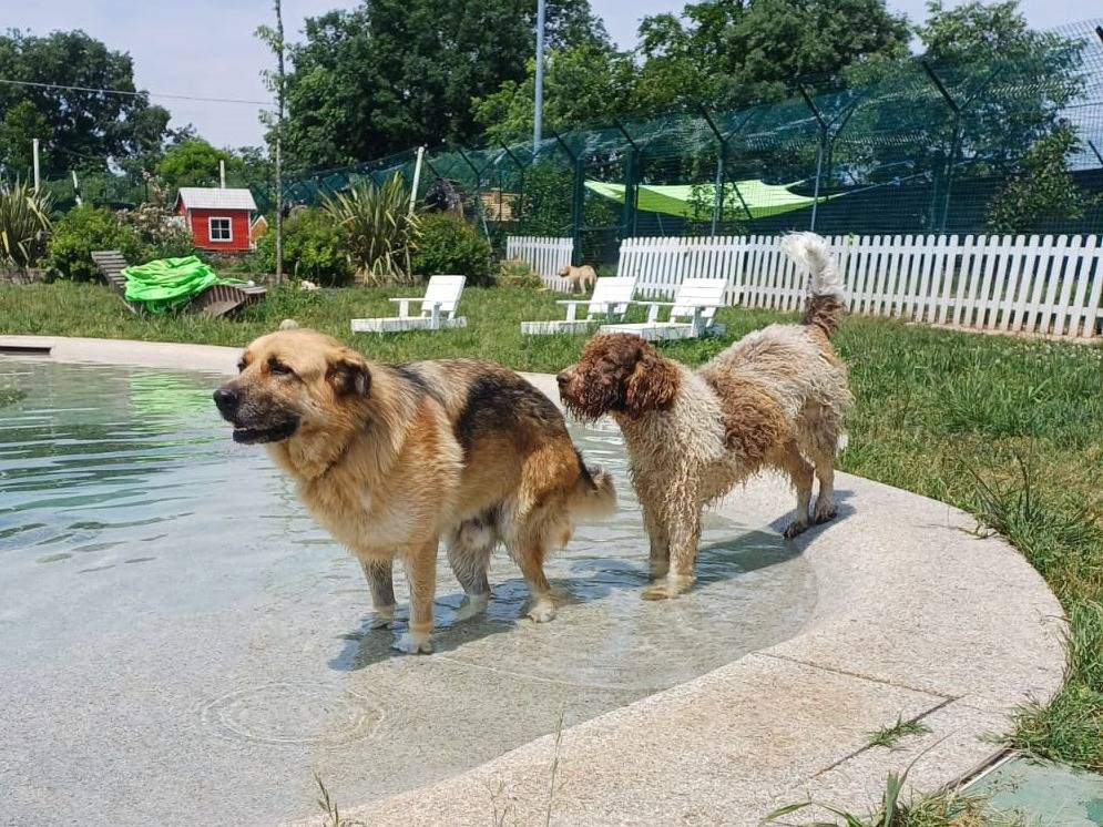 Adotta un cane, taglia gigante, maschio, Mantova