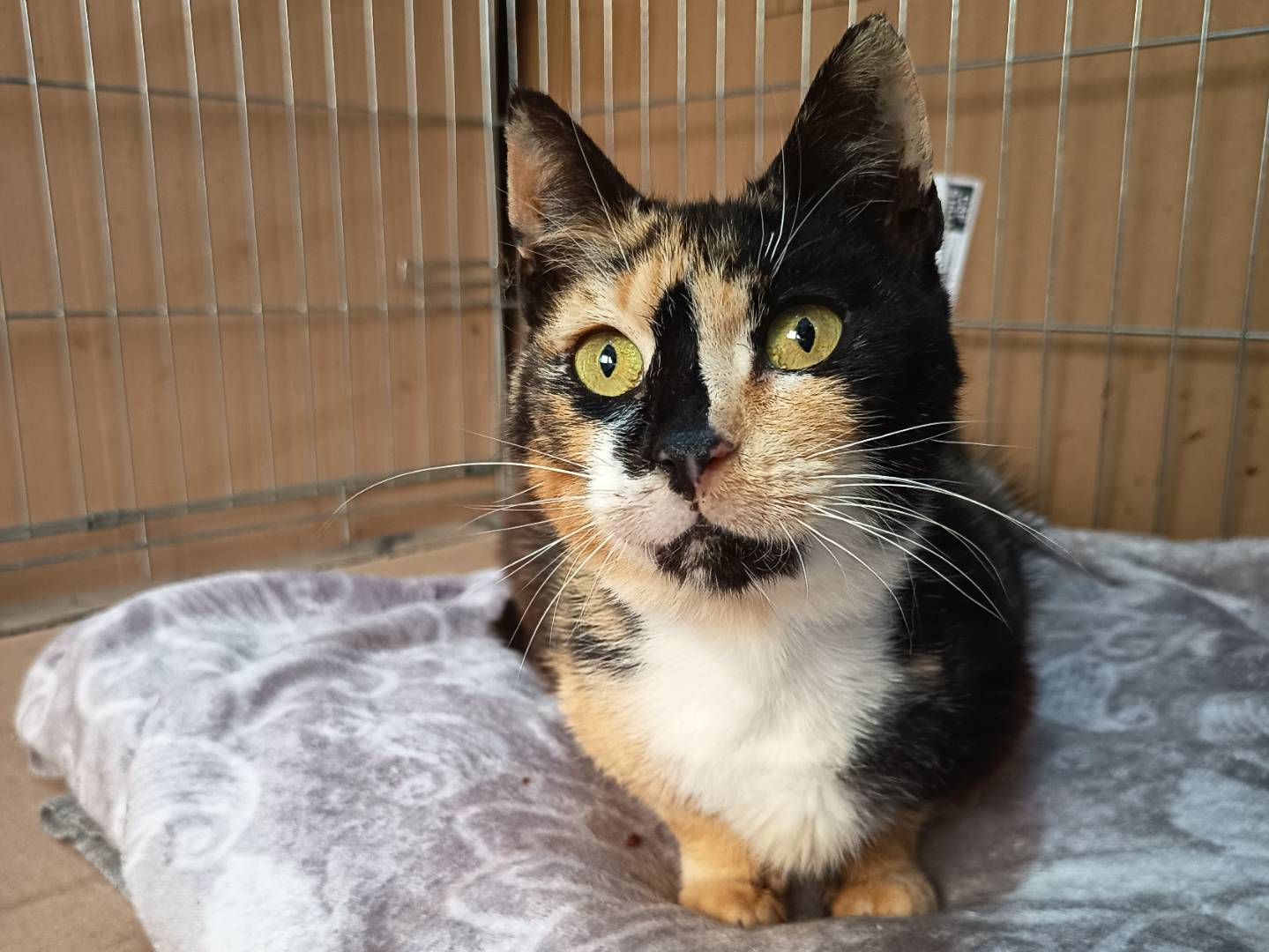 Adozione gatto, femmina, Razza sconosciuta Razza sconosciuta, 1 anno e 4 mesi, taglia non valida, Trapani