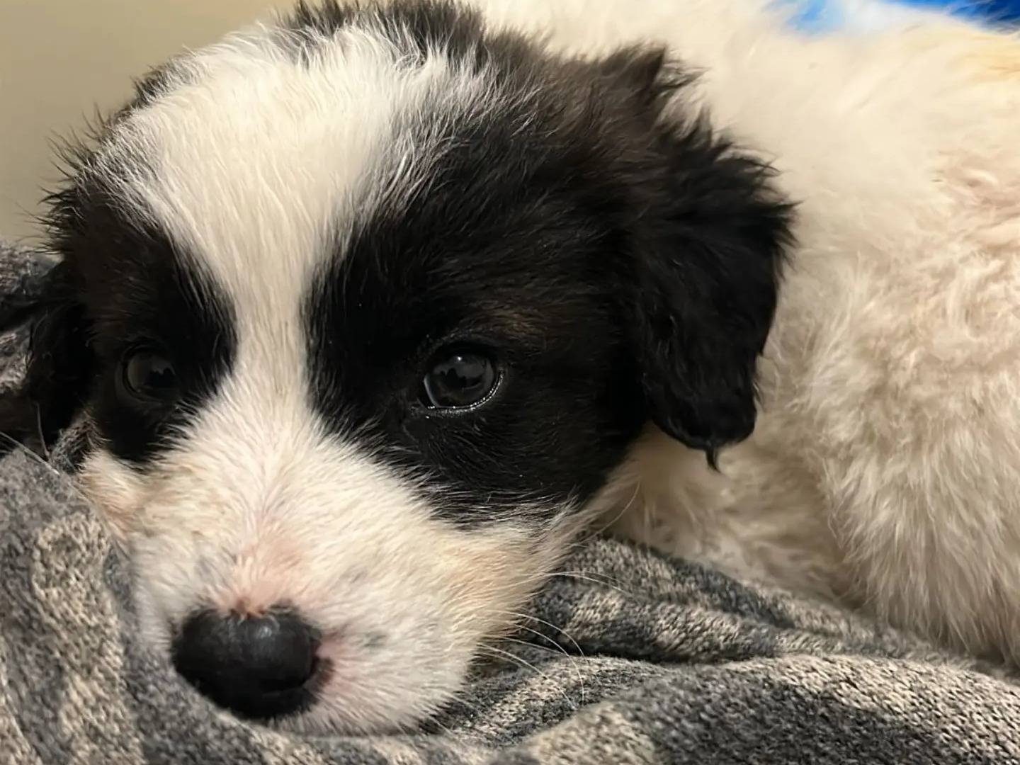 Adozione cane, femmina, Razza sconosciuta Razza sconosciuta, 2 mesi, taglia media, Ragusa