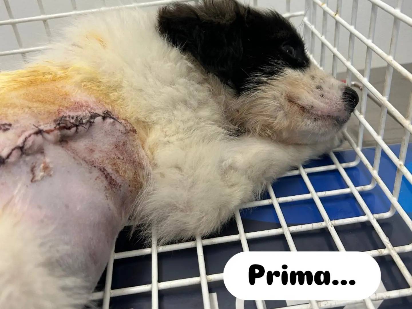 Adotta un cane, femmina, 2 mesi, Ragusa