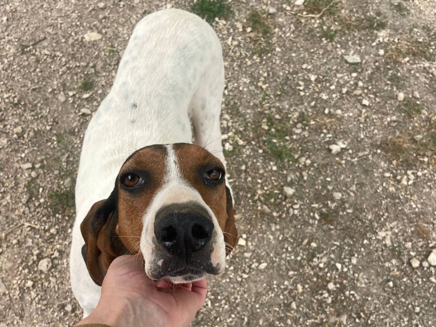 Adozione cane, femmina, Segugio Razza sconosciuta, 1 anno e 6 mesi, taglia media, Frosinone