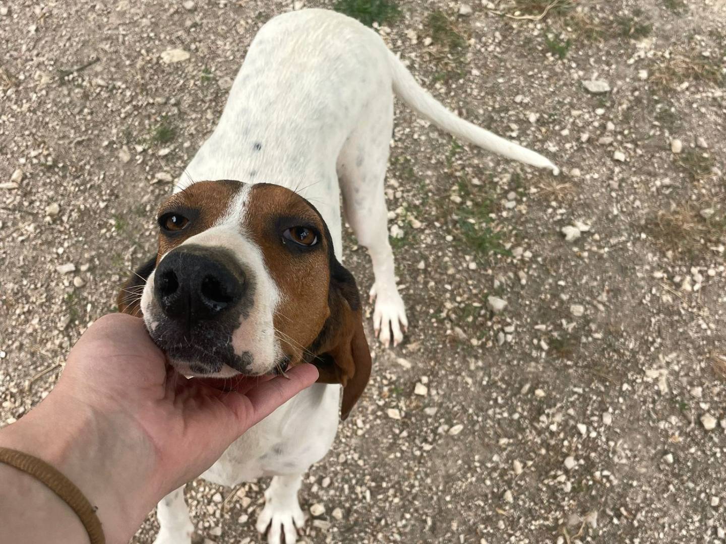 Adotta un cane, femmina, 1 anno e 6 mesi, Frosinone