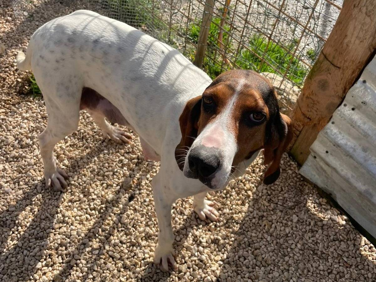 Adotta un cane, taglia media, femmina, Frosinone