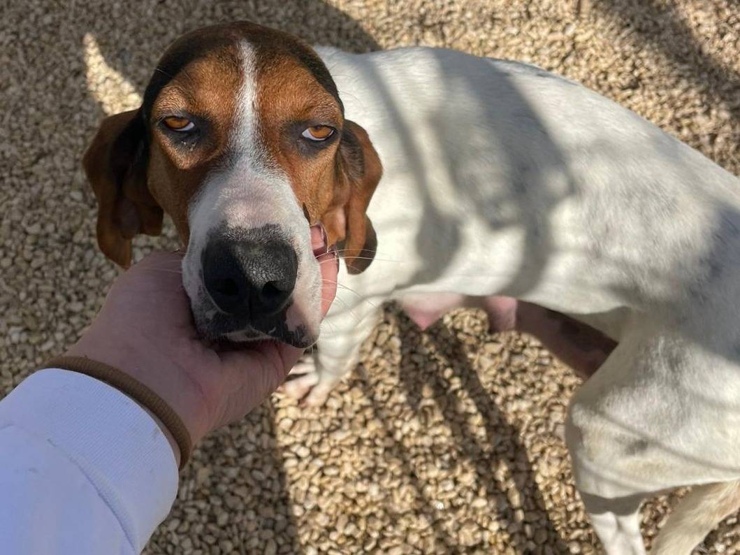 Vuoi adottare un cane a Frosinone?