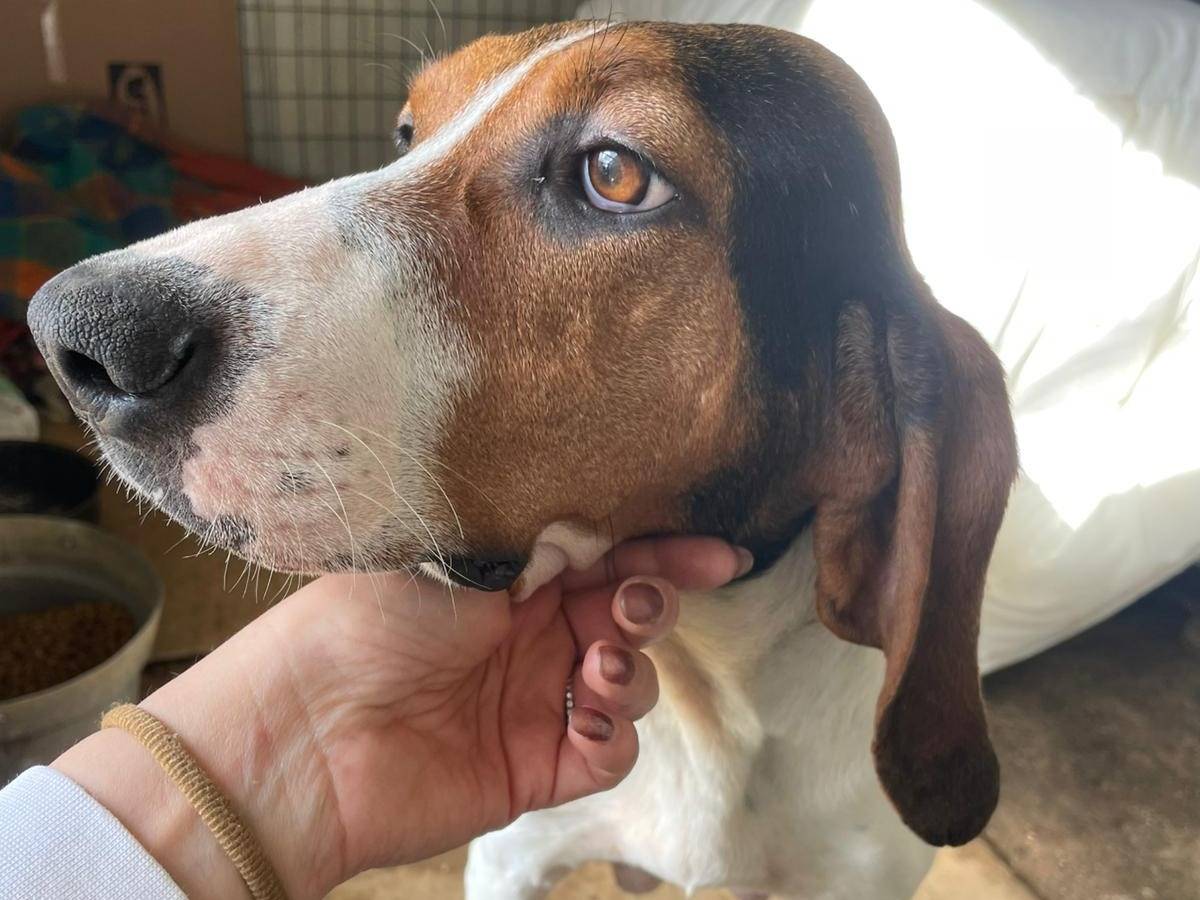 Adotta il cane PENELOPE a Frosinone