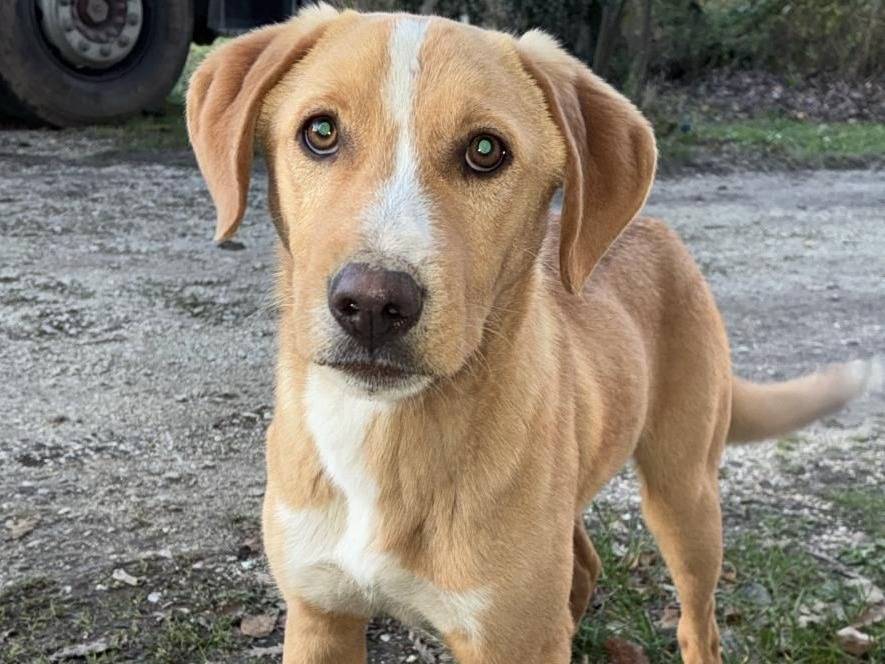 Adotta un cane, maschio, 1 anno e 1 mese, Frosinone