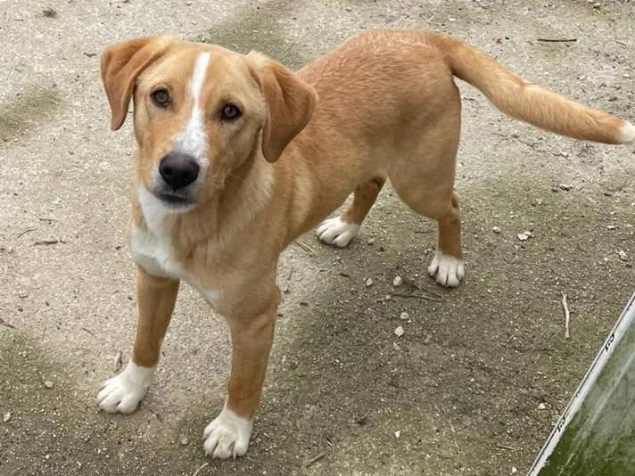 Adozione cane, maschio, Razza sconosciuta Razza sconosciuta, 1 anno e 1 mese, taglia media contenuta, Frosinone