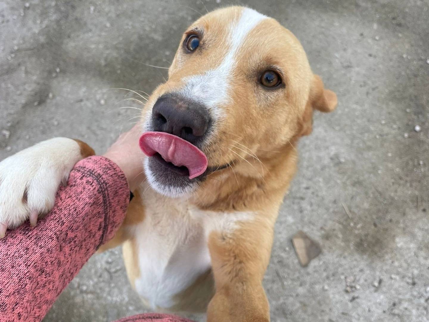 Adotta un cane, taglia media contenuta, maschio, Frosinone