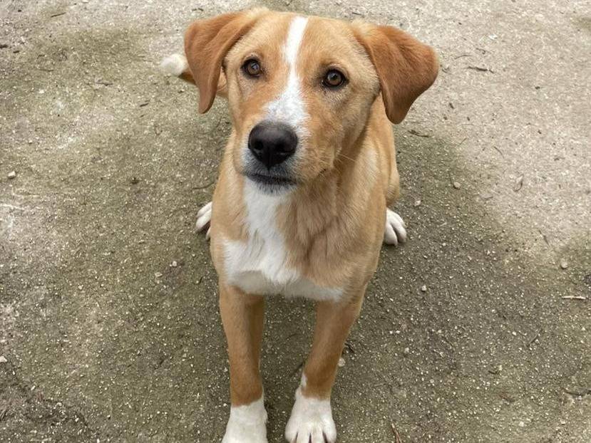 Vuoi adottare un cane a Frosinone?