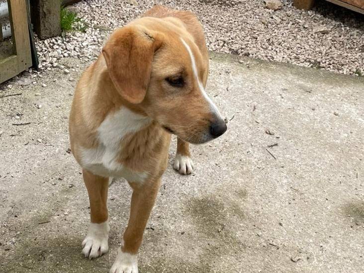 Adotta il cane OLIVER a Frosinone