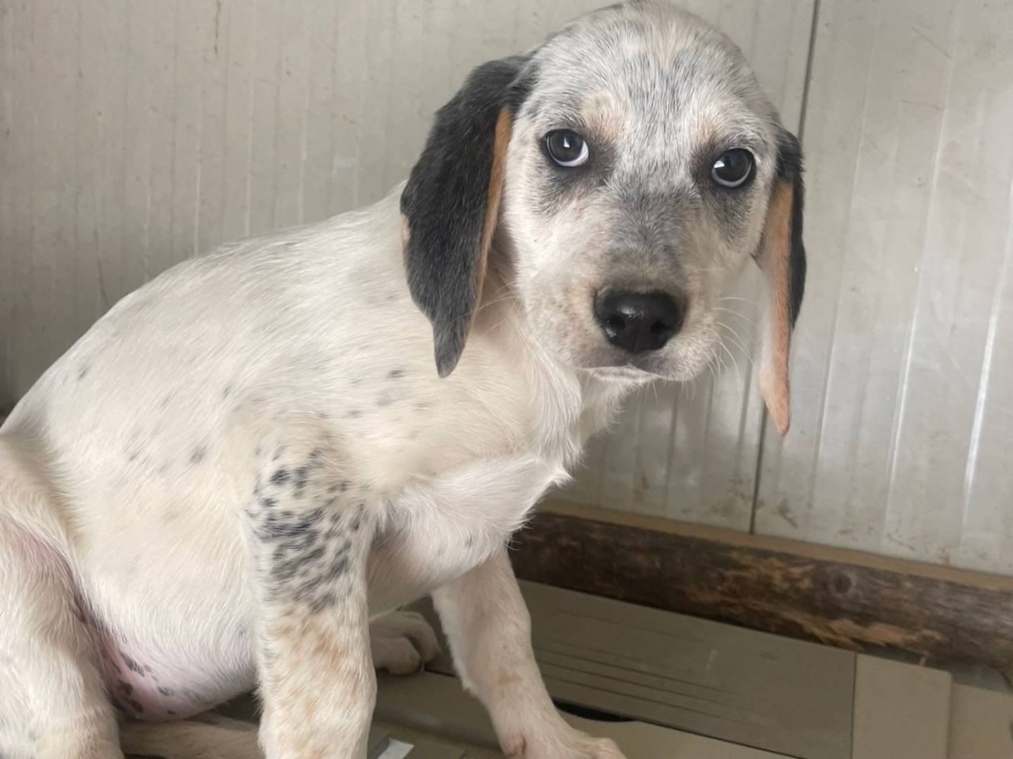 Adozione cane, femmina, Segugio Setter Inglese, 3 mesi, taglia media, Frosinone